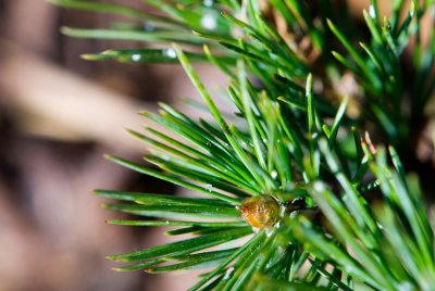 Pinus aristata - borovice osinatá - pupen